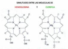 Moleculas de Hemoglobina y Clorofila