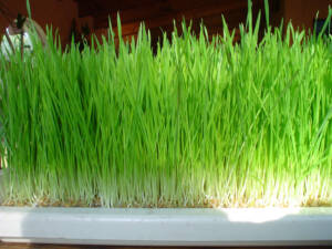 Pasto-de-trigo-fresco Cultivo de Pasto de Trigo