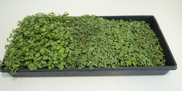 Charola de Microgreens Vivos